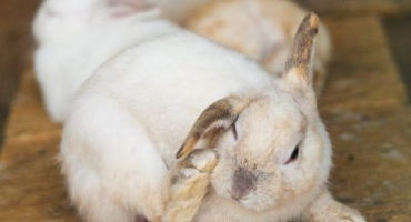 Jak vyléčit králíky s ušním svrabem